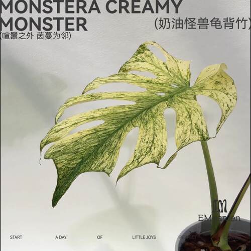 奶油怪兽龟背竹 Monstera Creamy Monster