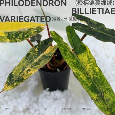 橙柄锦蔓绿绒 Philodendron Billietiae Variegated