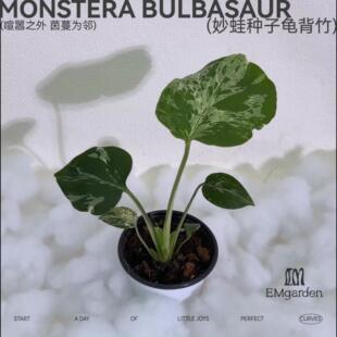 妙蛙种子龟背竹 Monstera Bulbasaur