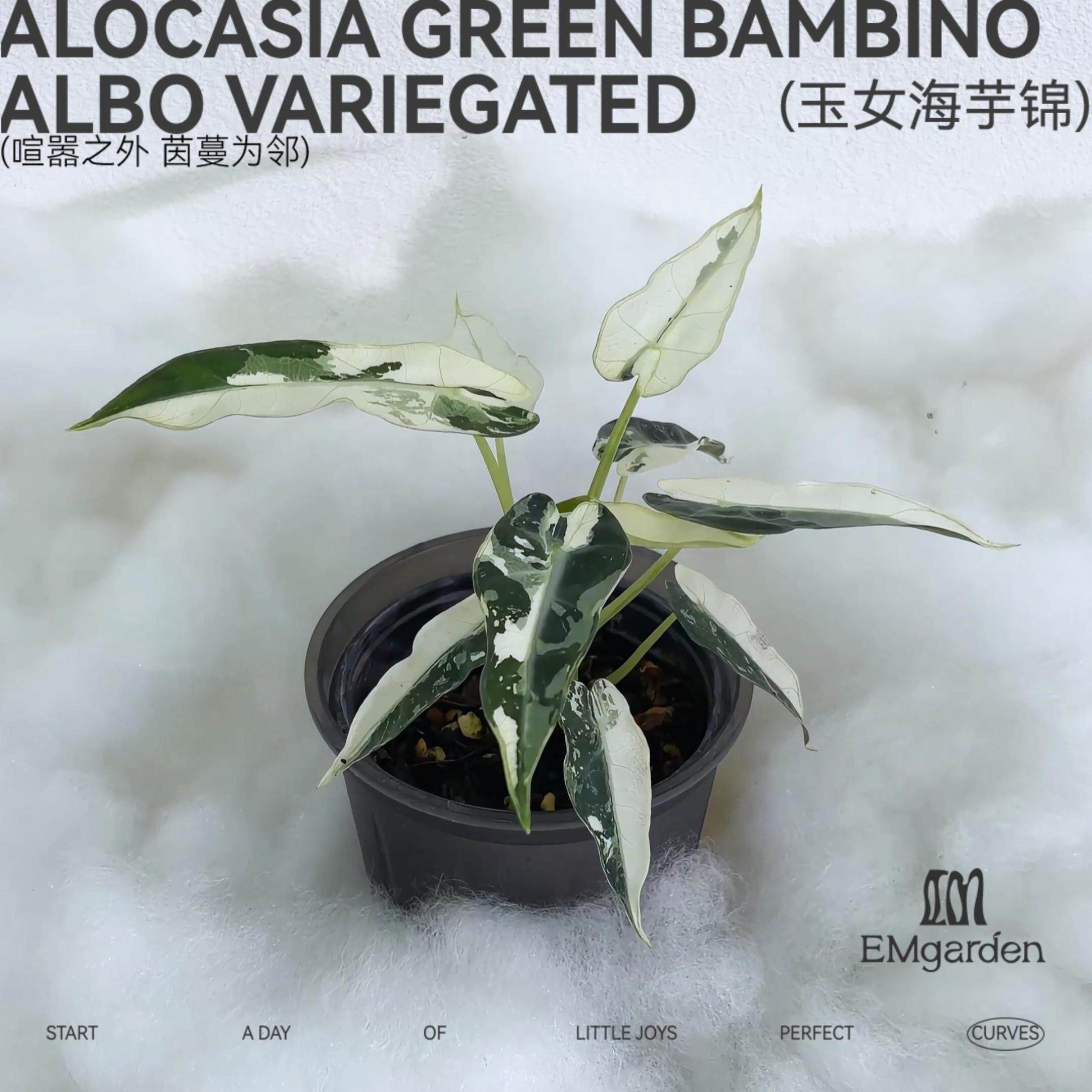 EMgarden|玉女海芋锦 Alocasia Green Bambino Albo Variegated