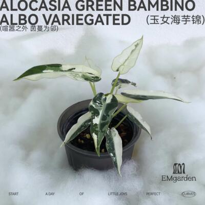 EMgarden|玉女海芋锦 Alocasia Green Bambino Albo Variegated