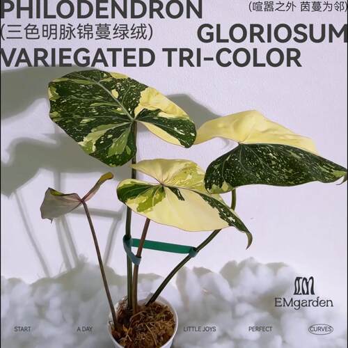三色明脉锦蔓绿绒 Philodendron Gloriosum Variegated Tri-Color