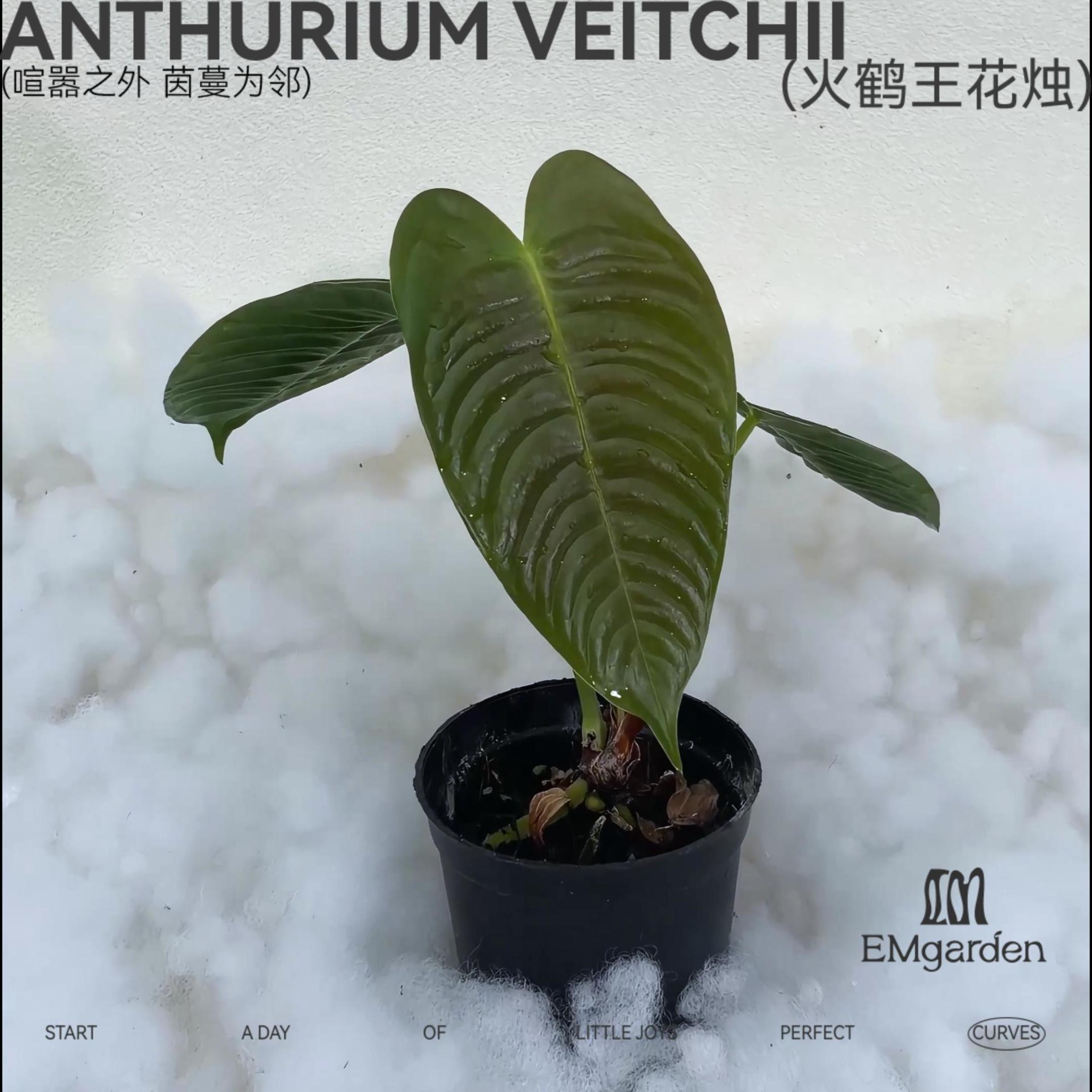 EMgarden|火鹤王花烛 Anthurium Veitchii