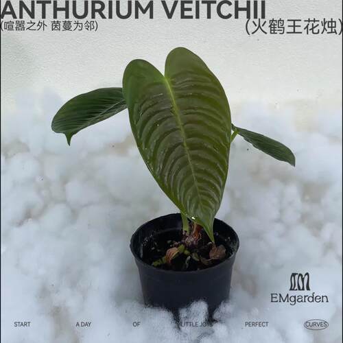 EMgarden|火鹤王花烛 Anthurium Veitchii