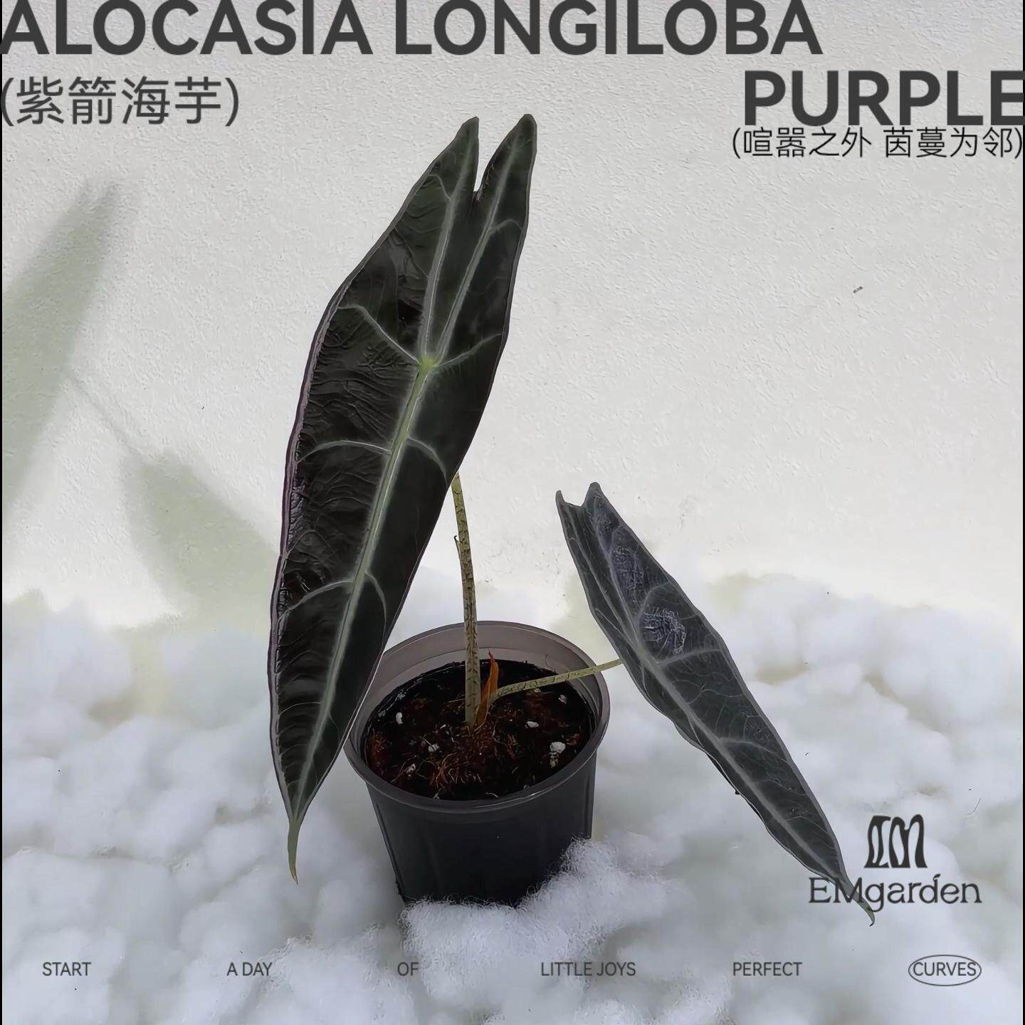 EMgarden|紫箭海芋 Alocasia Longiloba Purple