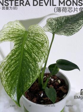 薄荷芯片龟背竹 Monstera Devil Monster
