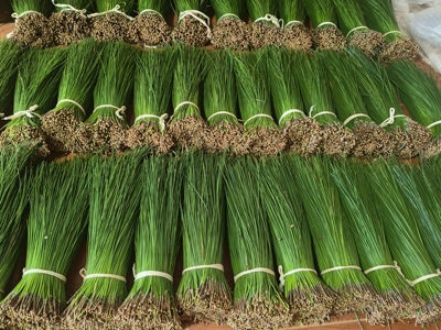 云南马尾松针茶纯松针蒸笼垫天然两叶松针酵素泡茶泡酒做枕头