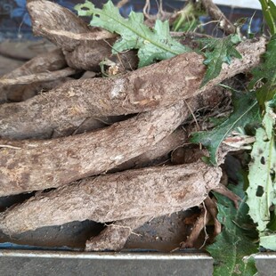 云年大蓟根马刺根新鲜现挖正宗煲汤药食中草药