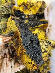 云南头茬米团花蜜高山黑蜜花青素液态结晶蜜500克