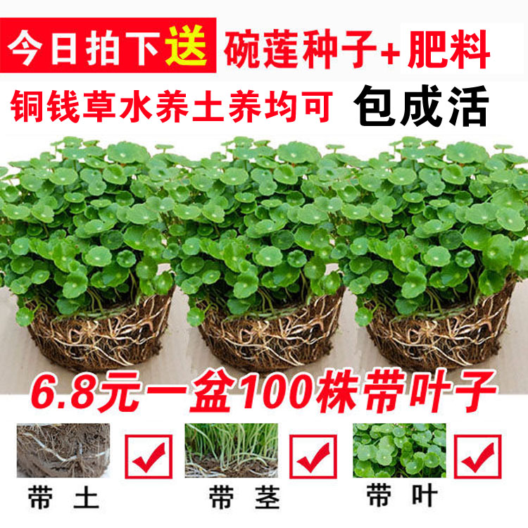 花卉單方療疾薈萃