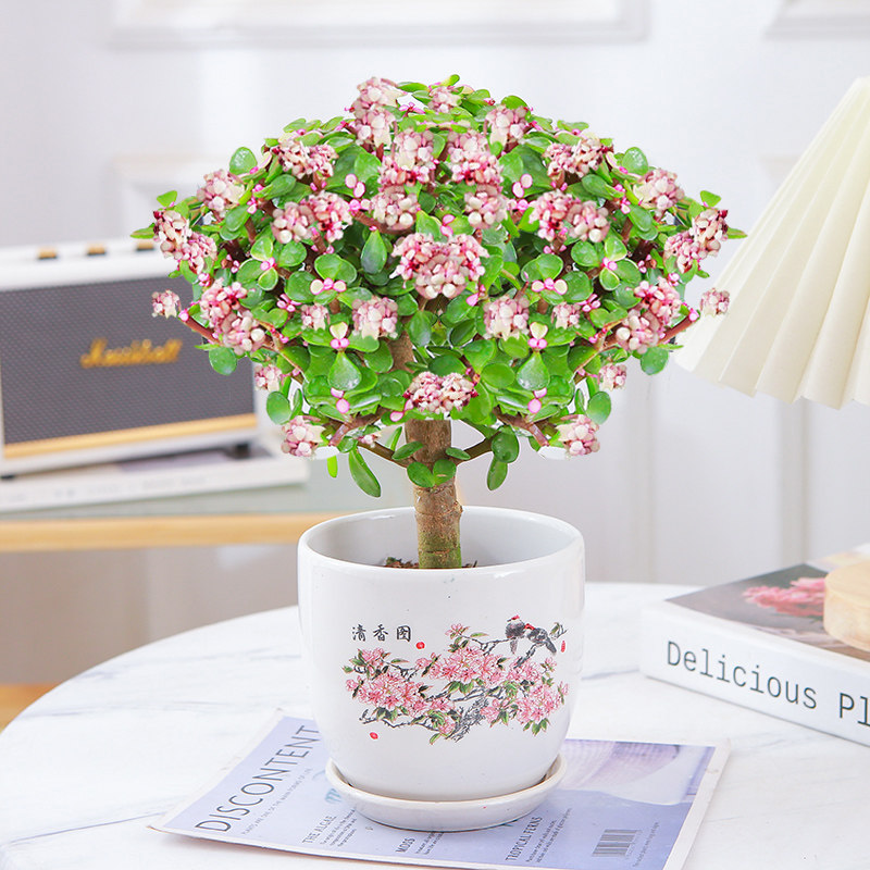 金枝玉叶盆栽老桩多肉水培植物室内花办公室绿植好养净化空气