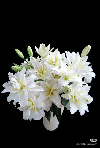 必拍】A 级3头暴风雪百合5支 重瓣。需要拍邮费