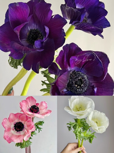 【银莲花 所有颜色链接】可选颜色 ，【不包邮需要拍邮费