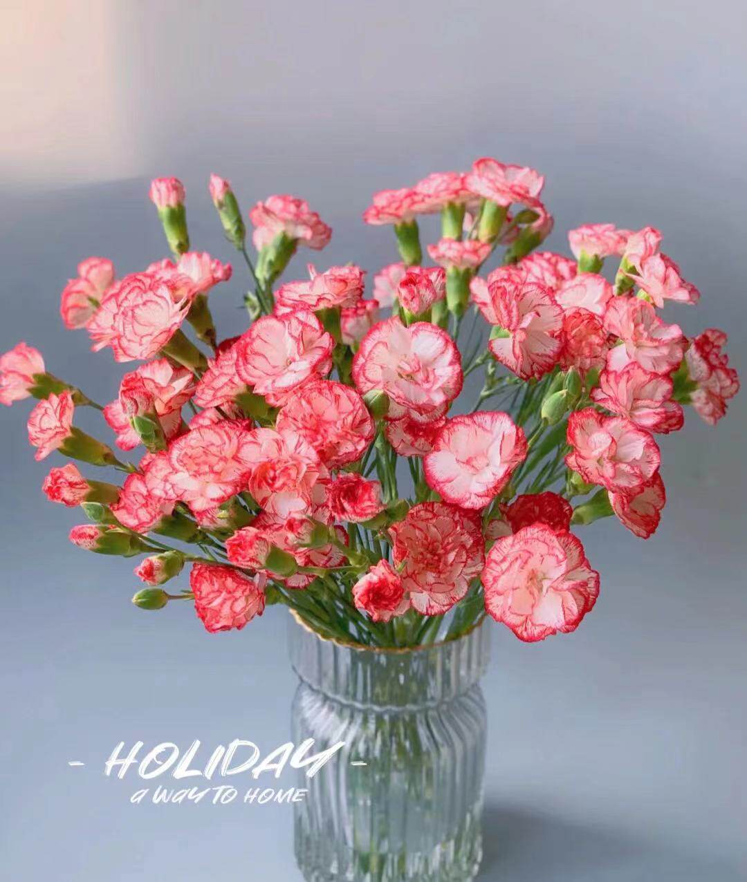 【娜娜在斗南】多头康乃馨感恩花鲜花家庭瓶插水养  顺丰包邮