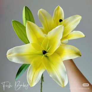 需要拍邮费 包邮 A级3头木门百合5支 不