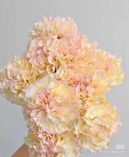 包邮 单头康乃馨18 不 可可西里 需要拍邮费 20只