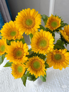 需要拍邮费 包邮 绿心向日葵10支 不