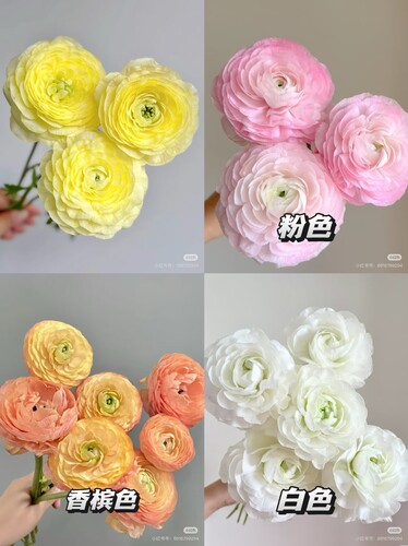 【洋牡丹   所以颜色，可以选色】【不包邮需要拍邮费