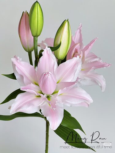A级2头女神百合5支 重瓣 需要拍邮费