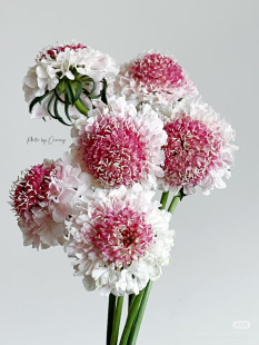 包邮 不 需要拍邮费 草莓琥珀 松虫草一扎