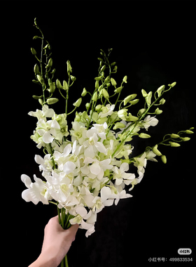 泰国洋兰10支。白色。【不包邮需要拍邮费