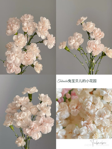 多头康乃馨18-20只。流年。【不包邮需要拍邮费