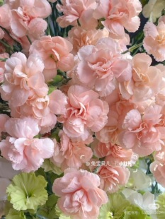 包邮 多头康乃馨18 不 岩漠 需要拍邮费 20支