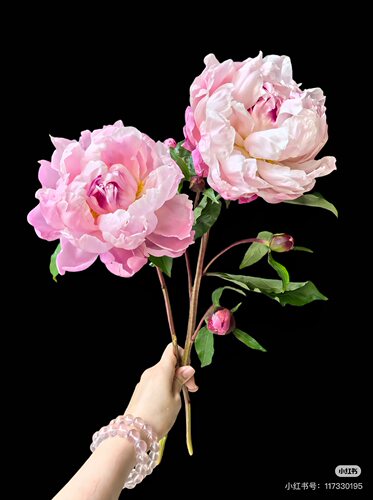 芍药10只 粉琳红花 需要拍邮费