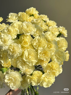 包邮 多头康乃馨18 不 小黄鸭 需要拍邮费 20只