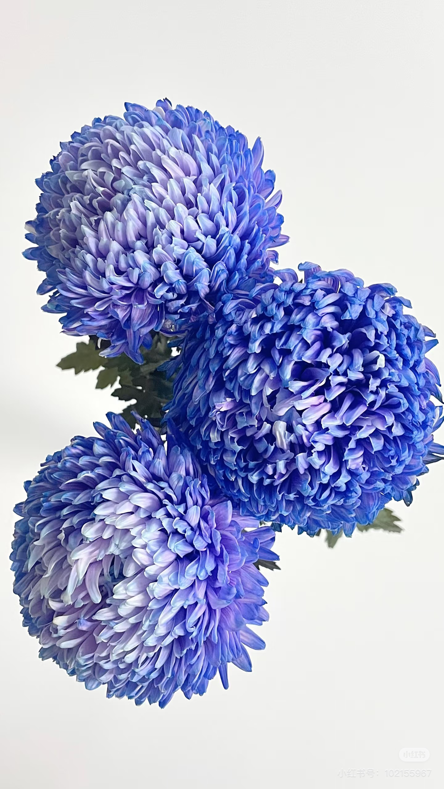 丰岛牡丹菊5支。羽莫蓝。需要拍邮费