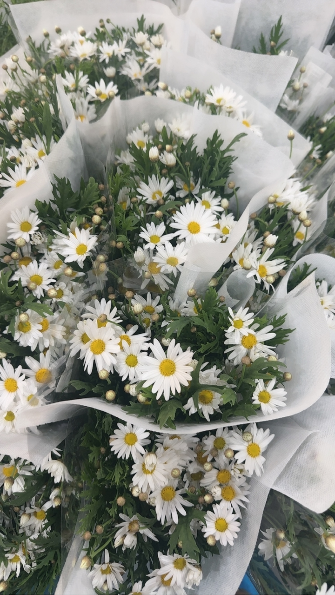 玛格丽特一扎。需要拍邮费