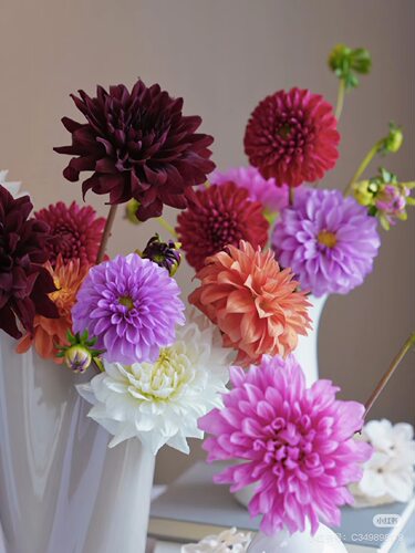 【大丽花 所以颜色链接，可选颜色】【不包邮需要拍邮费