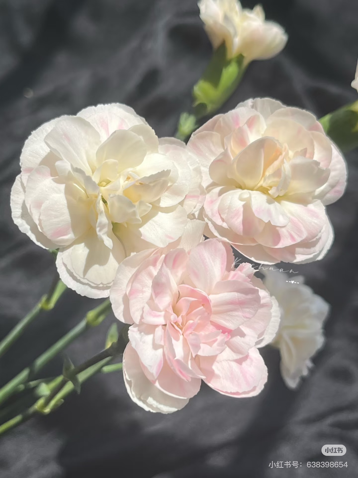 必拍】新品）多头康乃馨18-20支 粉公主 需要拍邮费