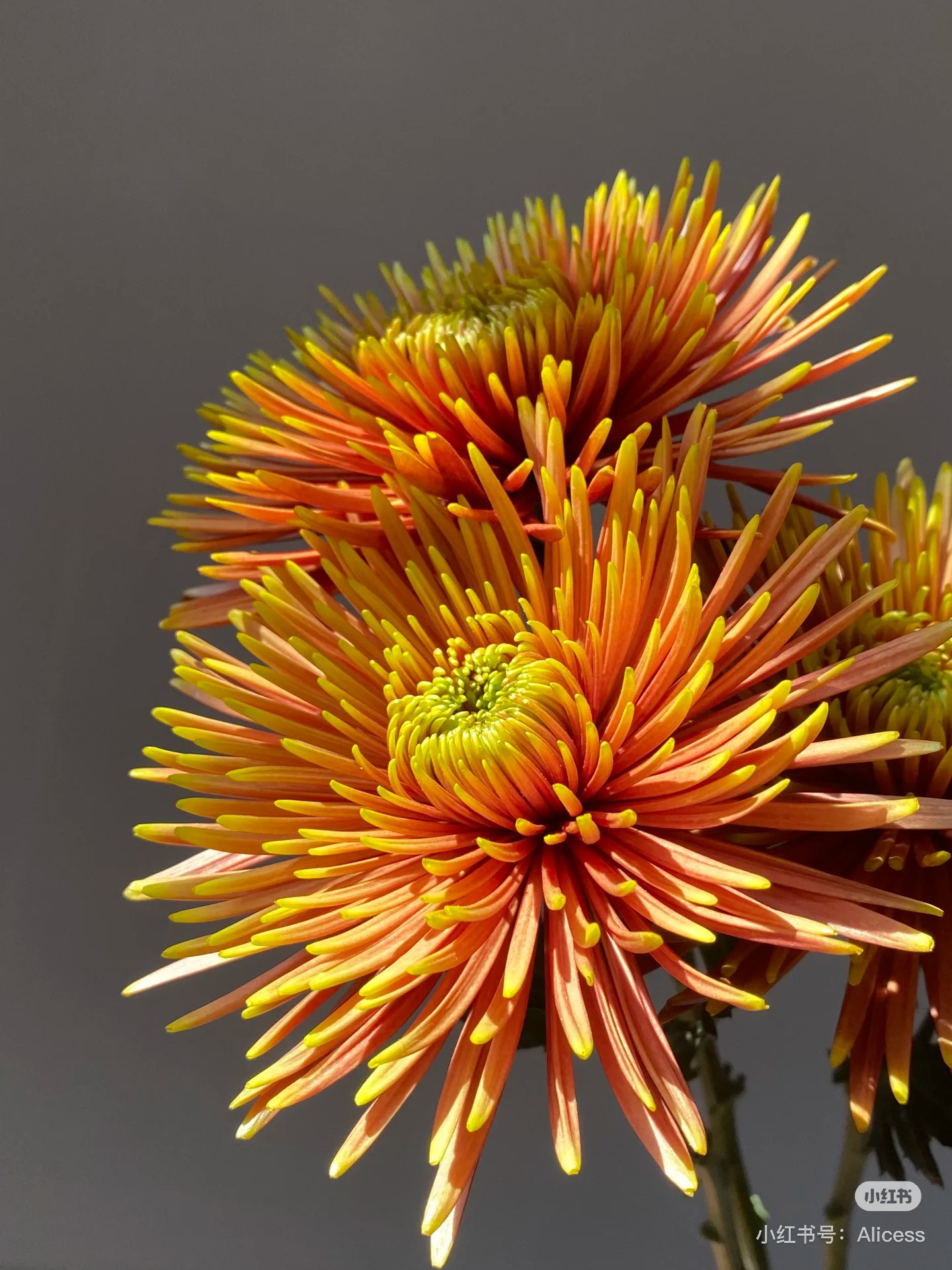 烟花菊10支。橙。需要拍邮费,鲜花速递/花卉仿真/绿植园艺,花材,淘宝优惠券,粉丝福利购,淘宝优惠卷