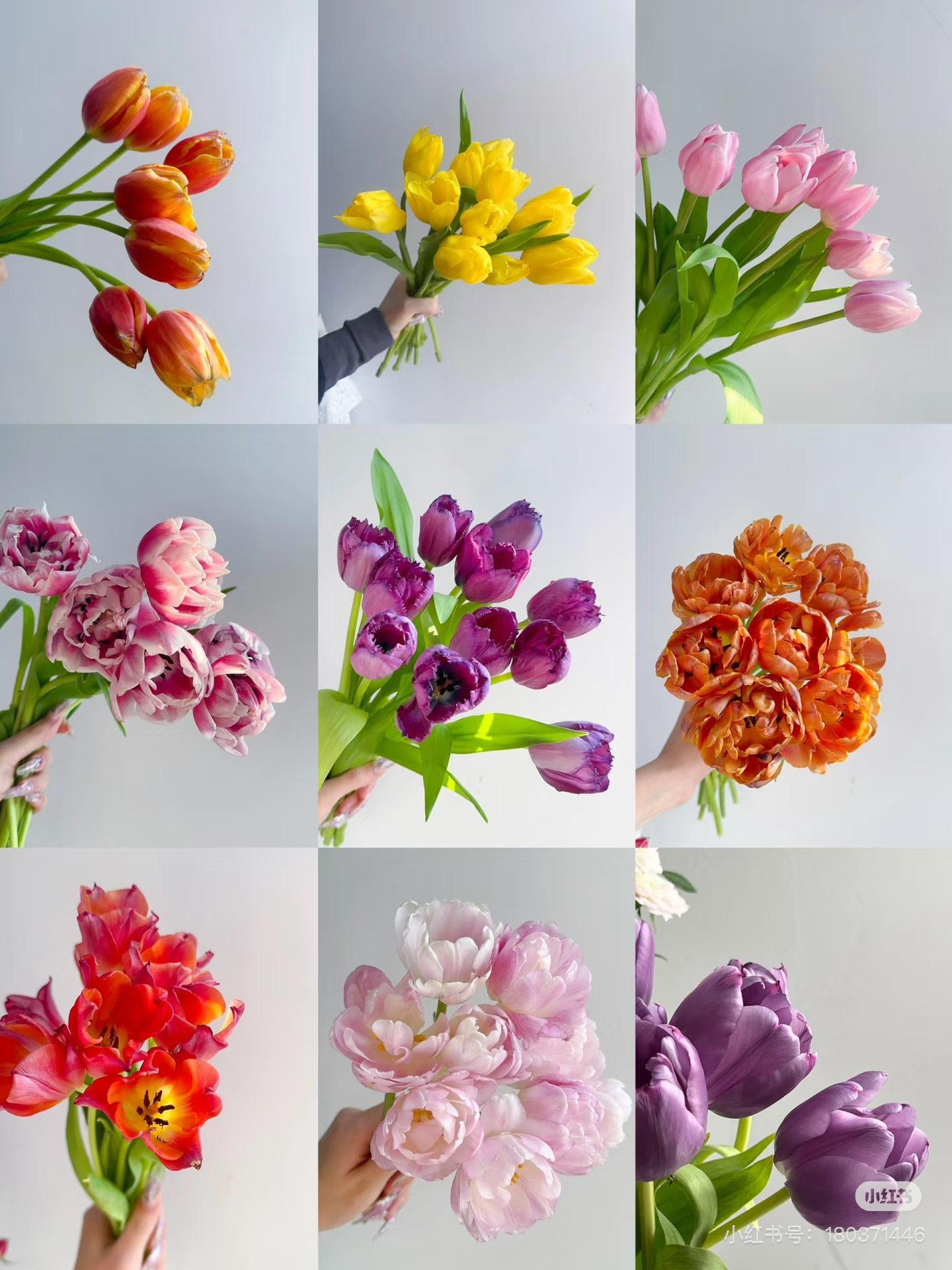 【郁金香】所以颜色，需要拍邮费