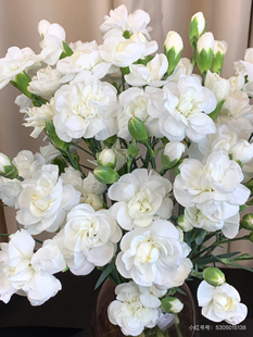 多头康乃馨18-20支。茉莉。需要拍邮费