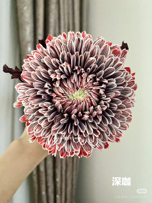 丰岛基地。牡丹菊5支。咖色。需要拍邮费