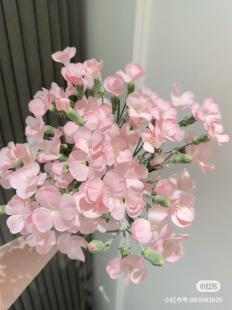 多头康乃馨18 包邮 20只 不 需要拍邮费 卡萨 单瓣