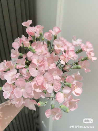 单瓣）多头康乃馨18-20只。卡萨。【不包邮需要拍邮费