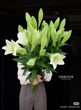 A级3头白铁炮百合5只。【不包邮需要拍邮费