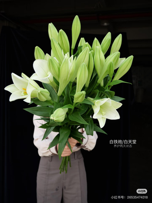 A级3头白铁炮百合5只。【不包邮需要拍邮费