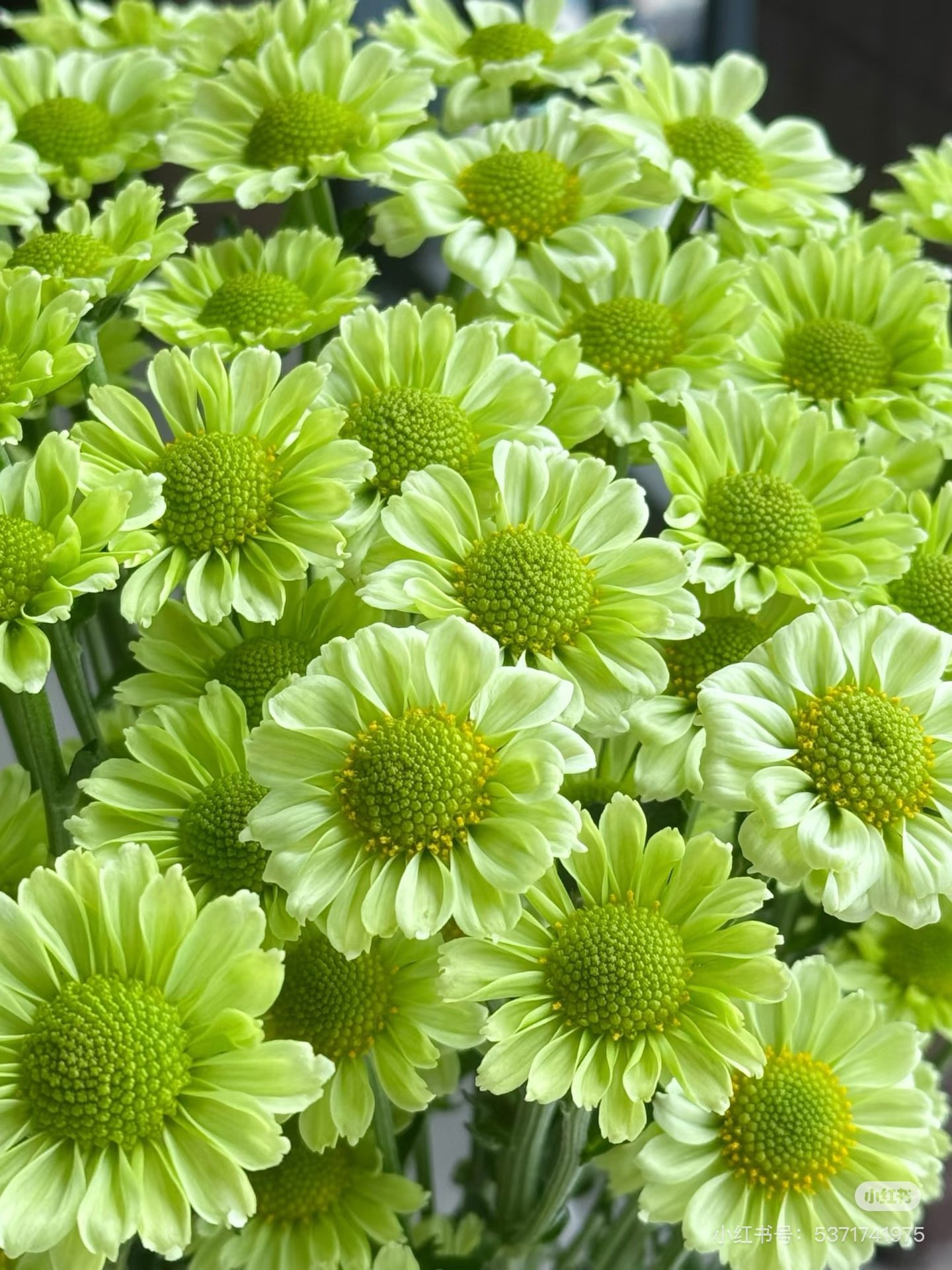 抹茶小菊10支 需要拍邮费