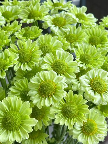 抹茶小菊10支 【不包邮需要拍邮费