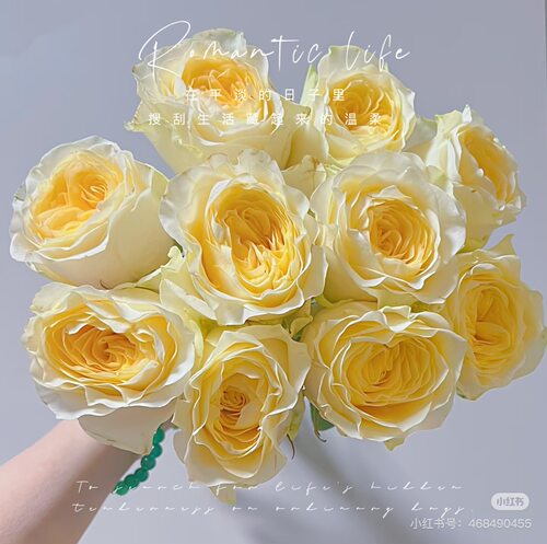 A级奶油杯玫瑰18-20支 需要拍邮费