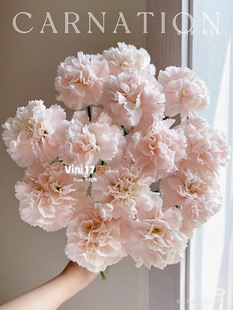 流光粉 20只 需要拍邮费 单头康乃馨18 必拍