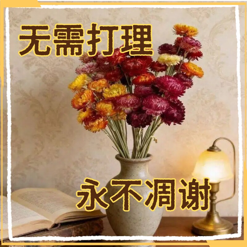 云南天然干花麦秆菠萝菊网红花束