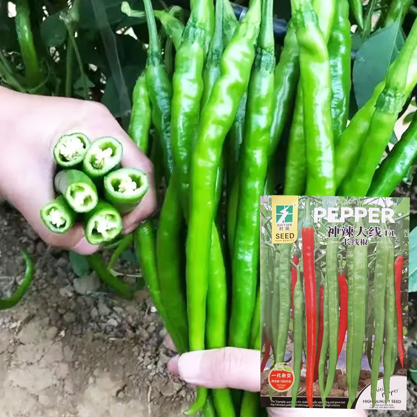 神辣大线辣椒种子辣椒种子长线椒皮薄肉脆辣味浓烈可坐果力强