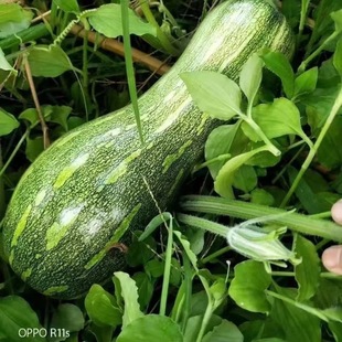 花皮七叶早南瓜种子花皮吊瓜早熟番瓜种籽高产春季四季蔬菜种孑