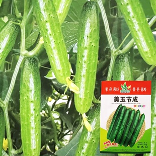美玉节成黄瓜种子早熟早春播种结成性强耐运输耐低温弱光黄瓜种子