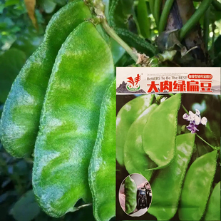 大肉绿扁豆种子高产猪耳朵扁豆肉厚扁豆角阳台庭院种植蔬菜种籽